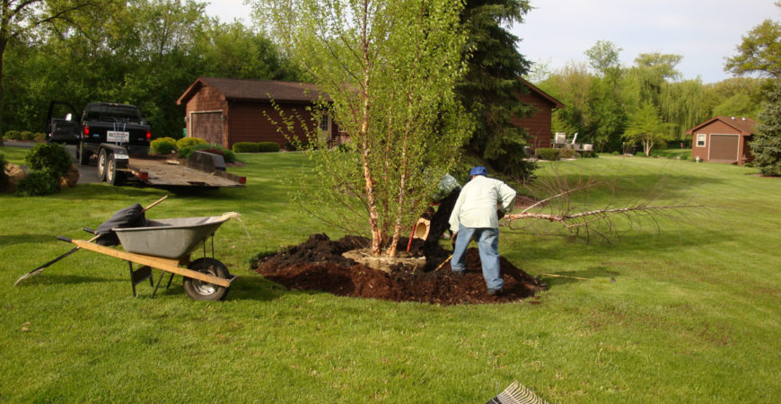 Planting & Removal