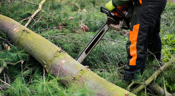 Brampton Tree Cutting Service – Local Landscaping